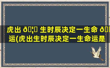 虎出 🦉 生时辰决定一生命 🐦 运(虎出生时辰决定一生命运是什么)